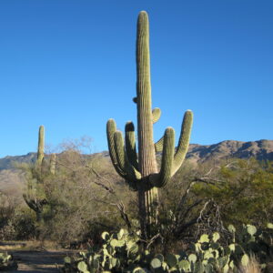 519